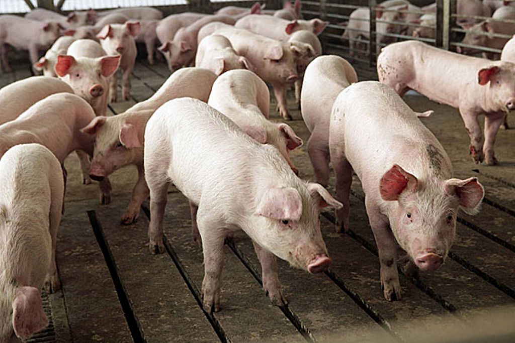 Grupo de cochinillos de Segovia.