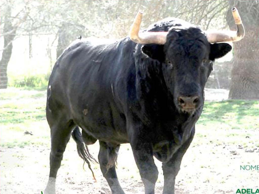 ‘Cigarrero’, de Adelaida Rodríguez, ‘Toro de 
los mozos’ para las fiestas de Riaza. / TORO DE LOS MOZOS RIAZA