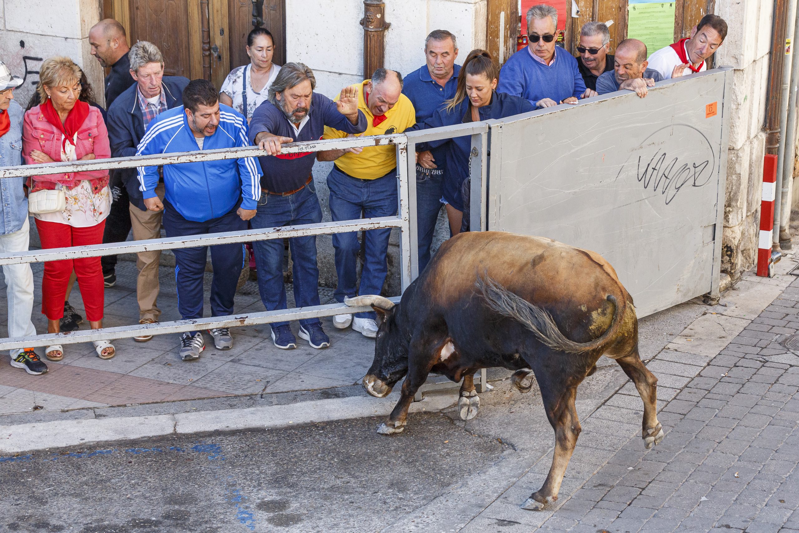 Complicado cuarto encierro en Cuéllar con cinco toros sedados 1 Cuarto encierro de las fiestas de Cuéllar 2023.