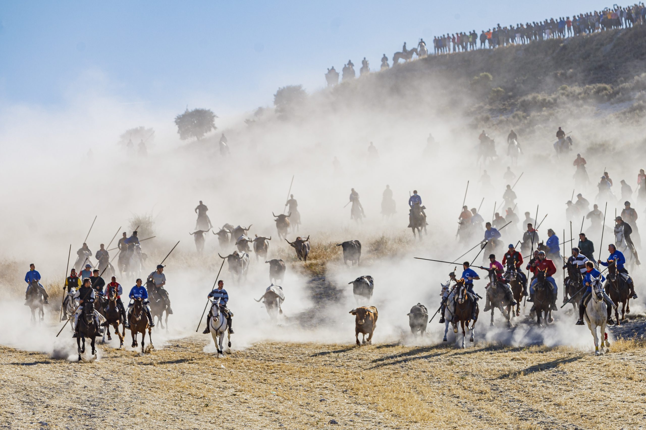 Quinto y último encierro de las fiestas de Cuéllar 2023