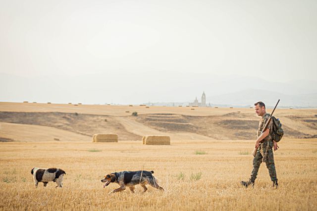 Un cazador con sus perros durante una pasada temporada de caza en Segovia./ ICAL