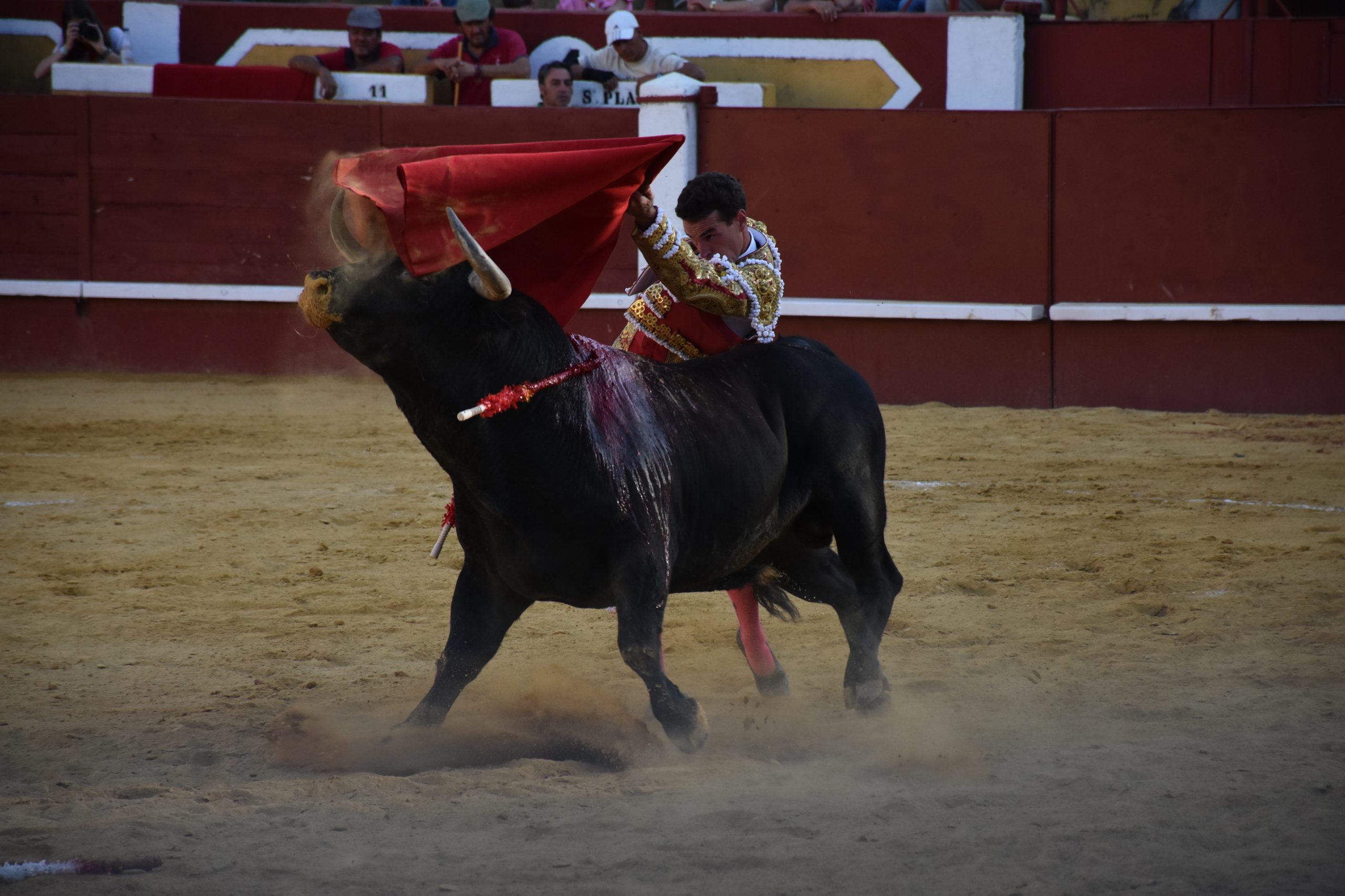 Pase de pecho del torero madrileño Fernando Adrián, al tercer toro de Alcurrucén en Cuéllar. / A.M.