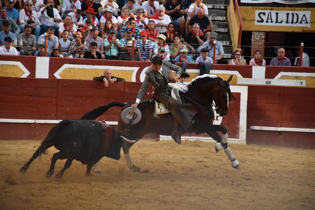 Cuéllar | La maestría de Sergio Galán, un lío de Guillermo Hermoso y la valentía de los forcados de Évora 2 El rejoneador Sergio Galán lleva toreado al cuarto astado de Fuente Ymbro. / A.M.