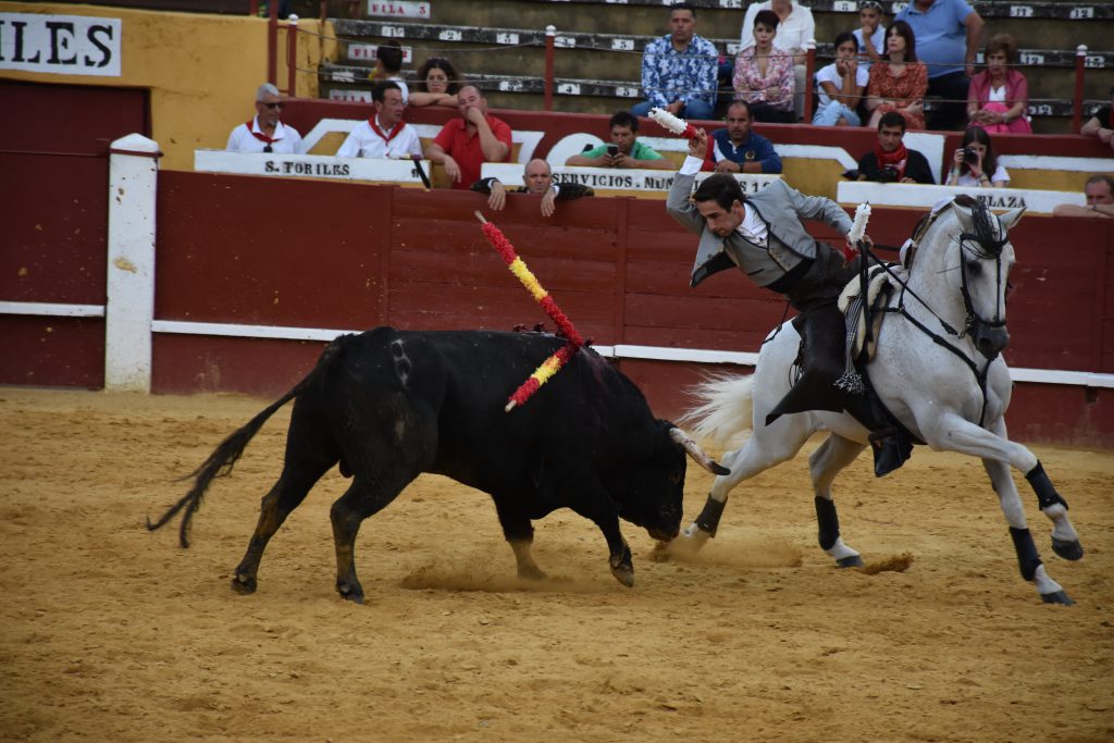 Cuéllar | La maestría de Sergio Galán, un lío de Guillermo Hermoso y la valentía de los forcados de Évora 4 11 4 cuellar venegas