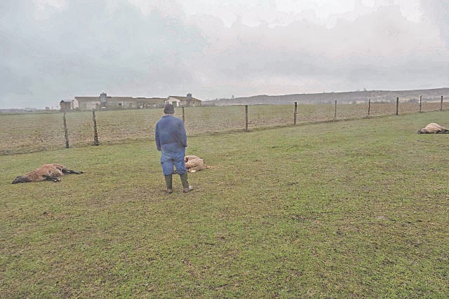 Ovejas muertas en una explotación de Tizneros (Espirdo). / Kamarero