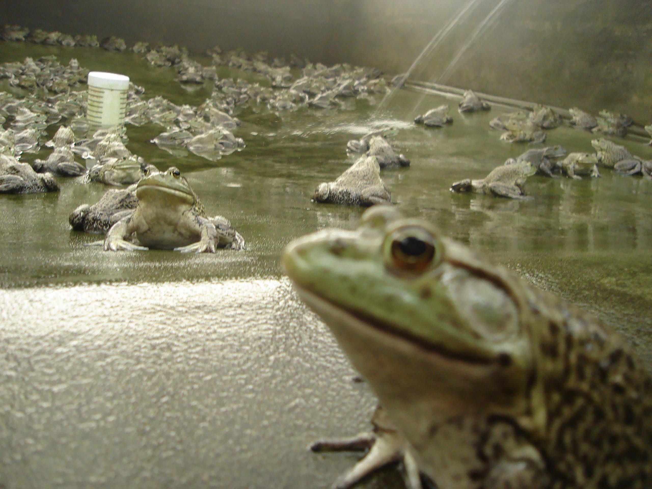 Criadero de ranas toro.