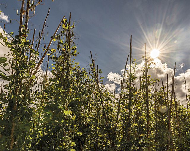 La judiada de la granja* 4 Matas de Judiones en Oton╠ao. Enrique del Barrio