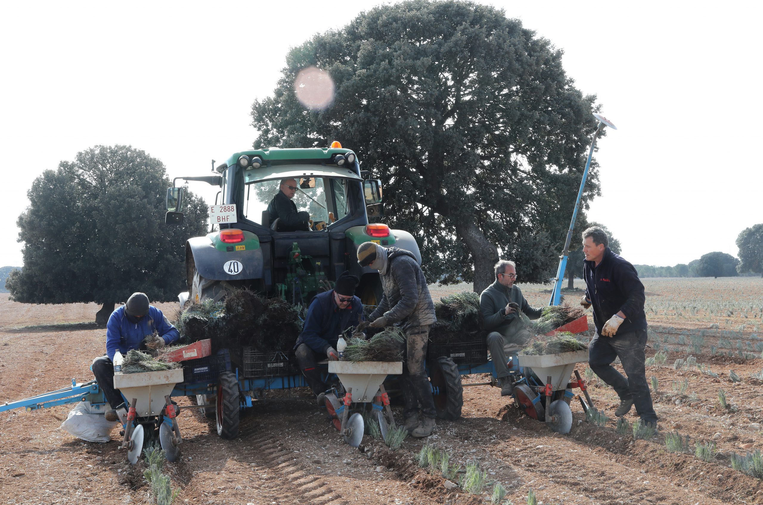 Proceso de siembra en una plantación de Palencia. / Brágimo
