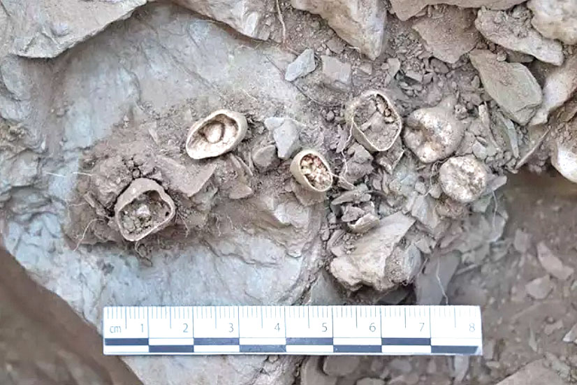 Restos de un niño hallados en el dolmen de Santa Inés.