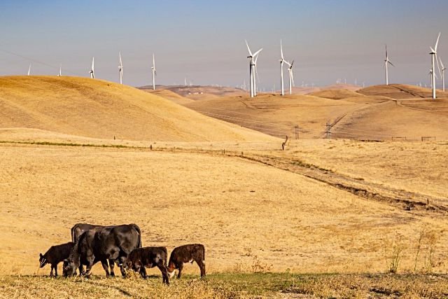 La sequía motiva la falta de pastos durante los meses de verano. / E. A.