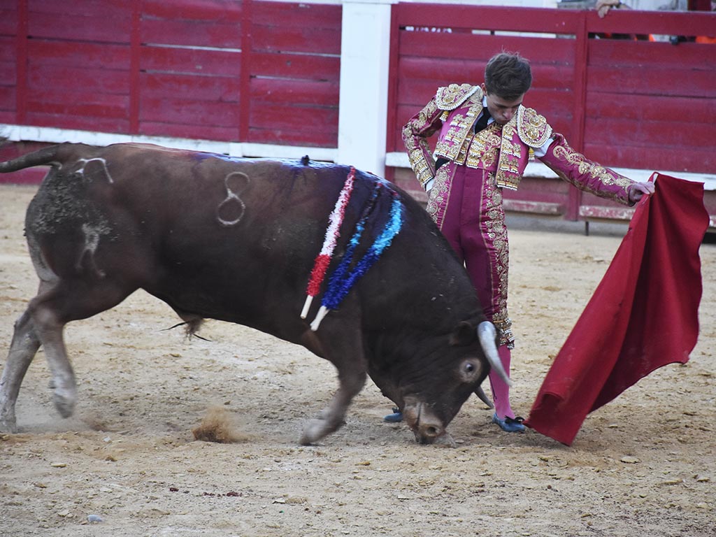 El novillero local Saúl Sanz torea relajado al natural, al último novillo de Casasola, que tuvo calidad./ A.M.