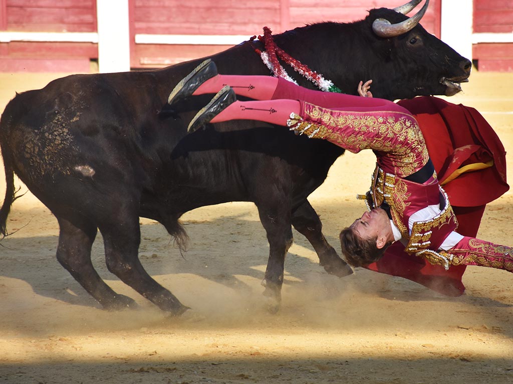 Cantalejo | La dureza de la profesión y la alegría del triunfo 2 Momento de la cogida a Saúl Sanz. / A.M.