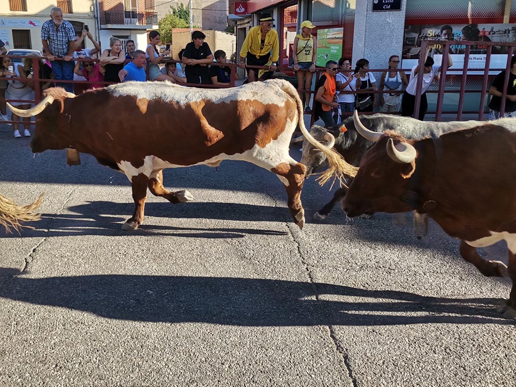 Accidentado encierro vespertino en las fiestas de Cantalejo 3 Paso de los bueyes, en el encierro de Cantalejo. / F.D.