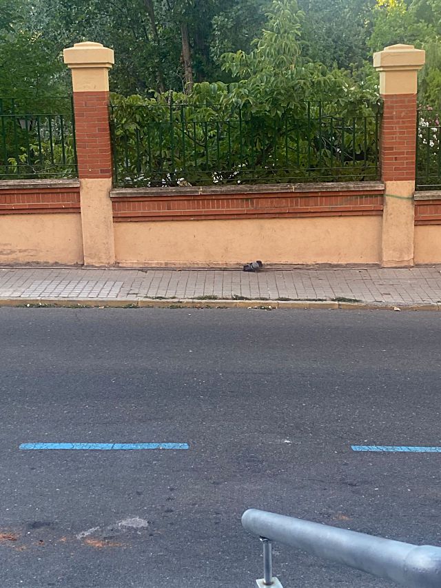Una paloma muerta cerca del Jardín Botánico.