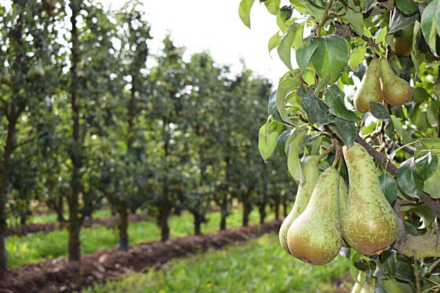 Peras de El Bierzo.