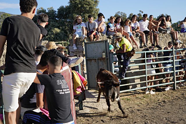 Suelta de vaquillas realizada ayer.