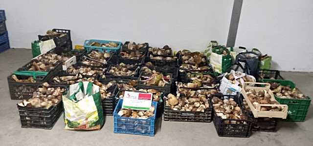 Los 477 kilos de boletus decomisados.