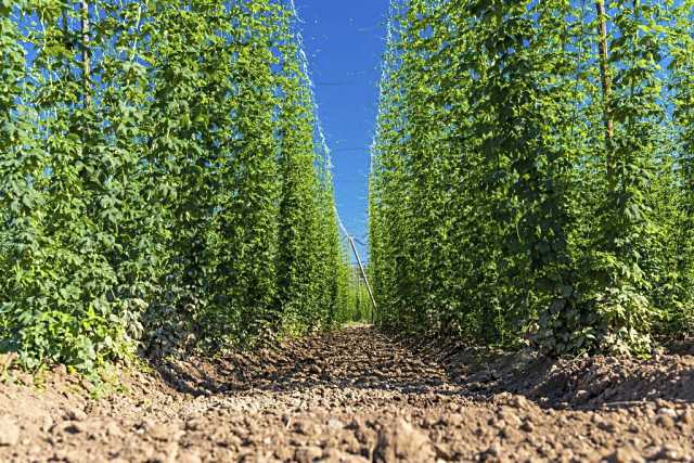Plantación de lúpulo en León.