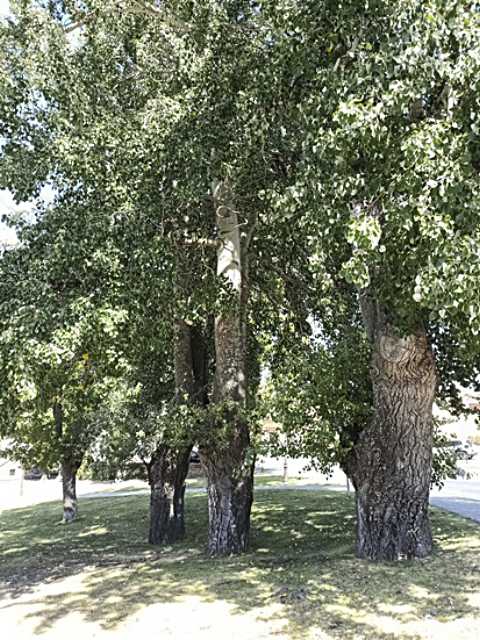 El parque de los depósitos 5 Pobos viejos en Chamberí. JMS.