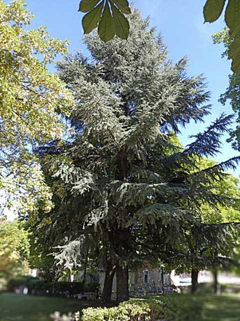 El parque de los depósitos 6 Cedro del Atlas, con su característico color azulado. JMS