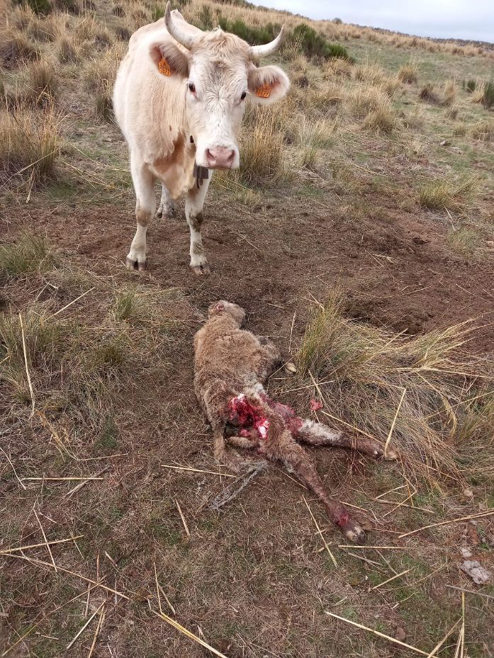 Ataque de lobo en Ávila. / Asaja