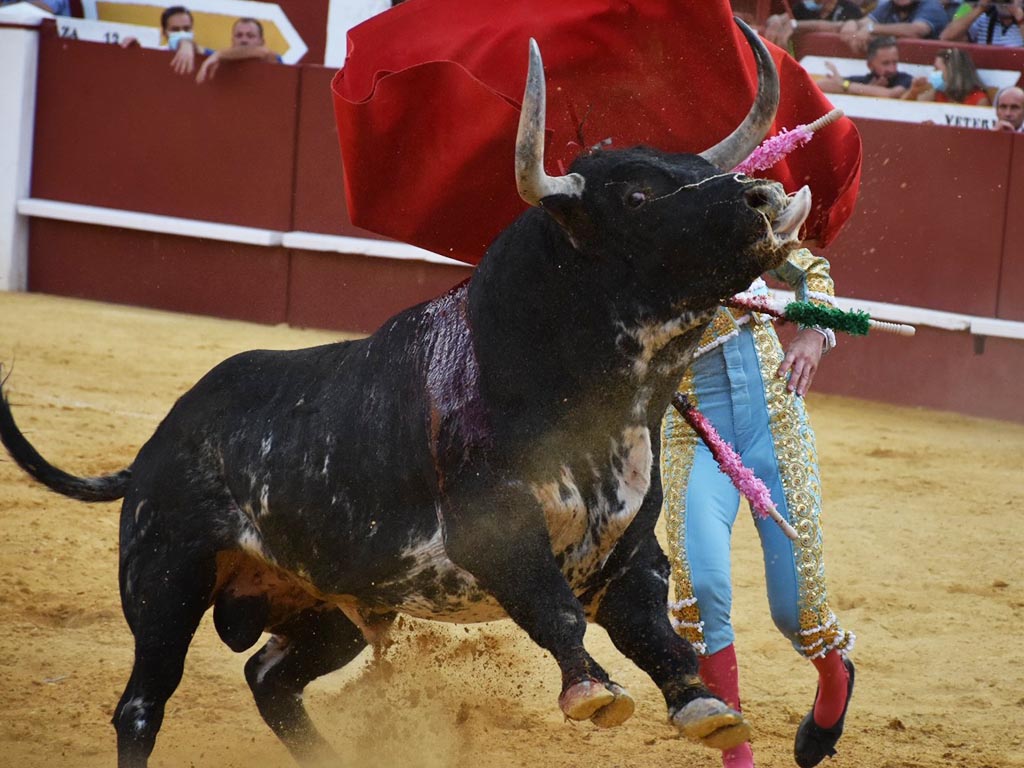 Un toro de la ganadería de Cebada Gago, lidiado en la plaza de Cuéllar en 2021. / A.M.