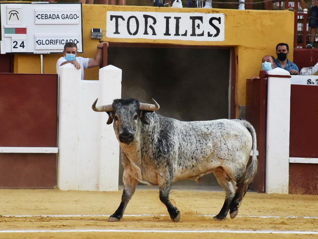 Astado de la ganadería de Cebada Gago, en Cuéllar. / A.M.