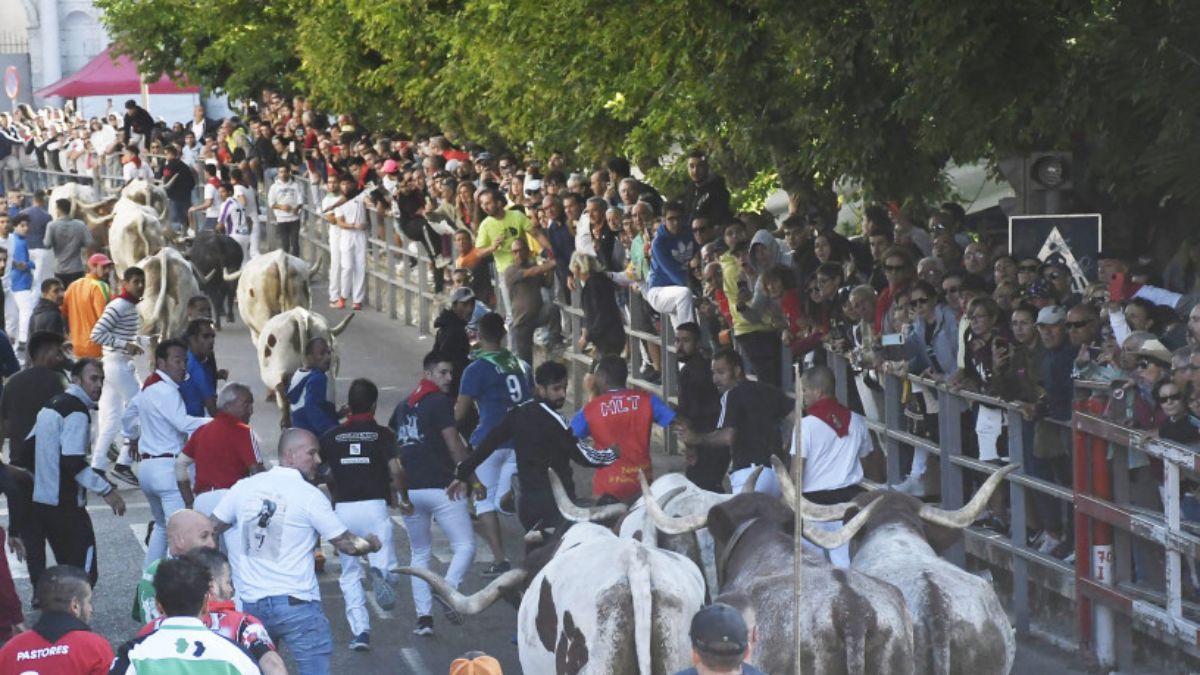Aráuz de Robles recibe el premio a Mejor Encierro en Cuéllar 1 La ganadería de Araúz de Robles, en Cuéllar.