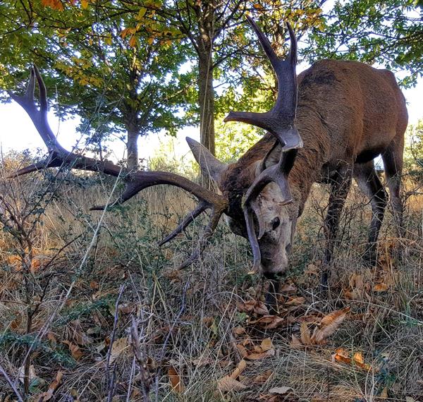 El ciervo Carlitos, un habitual en las calles de Linarejos. / Pilar Devesa
