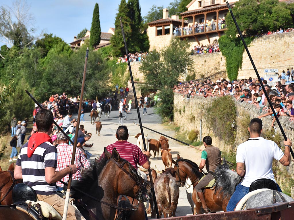 Los novillos subiendo hacia el arco de entrada de la villa. / A.M.