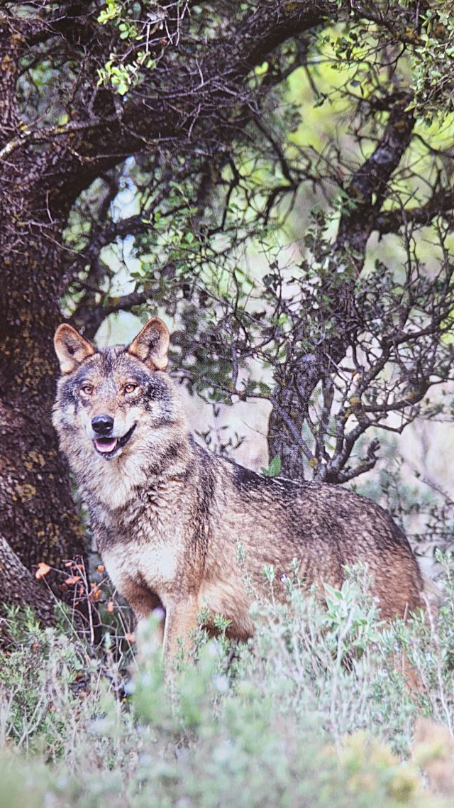 Lobo ibérico de la Sierra de la Culebra.