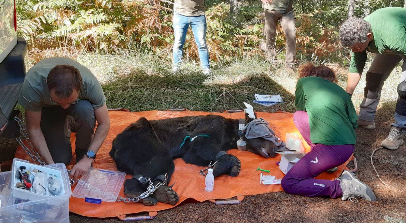 Liberan a un oso con la cabeza atrapada en un bidón. / JCYL