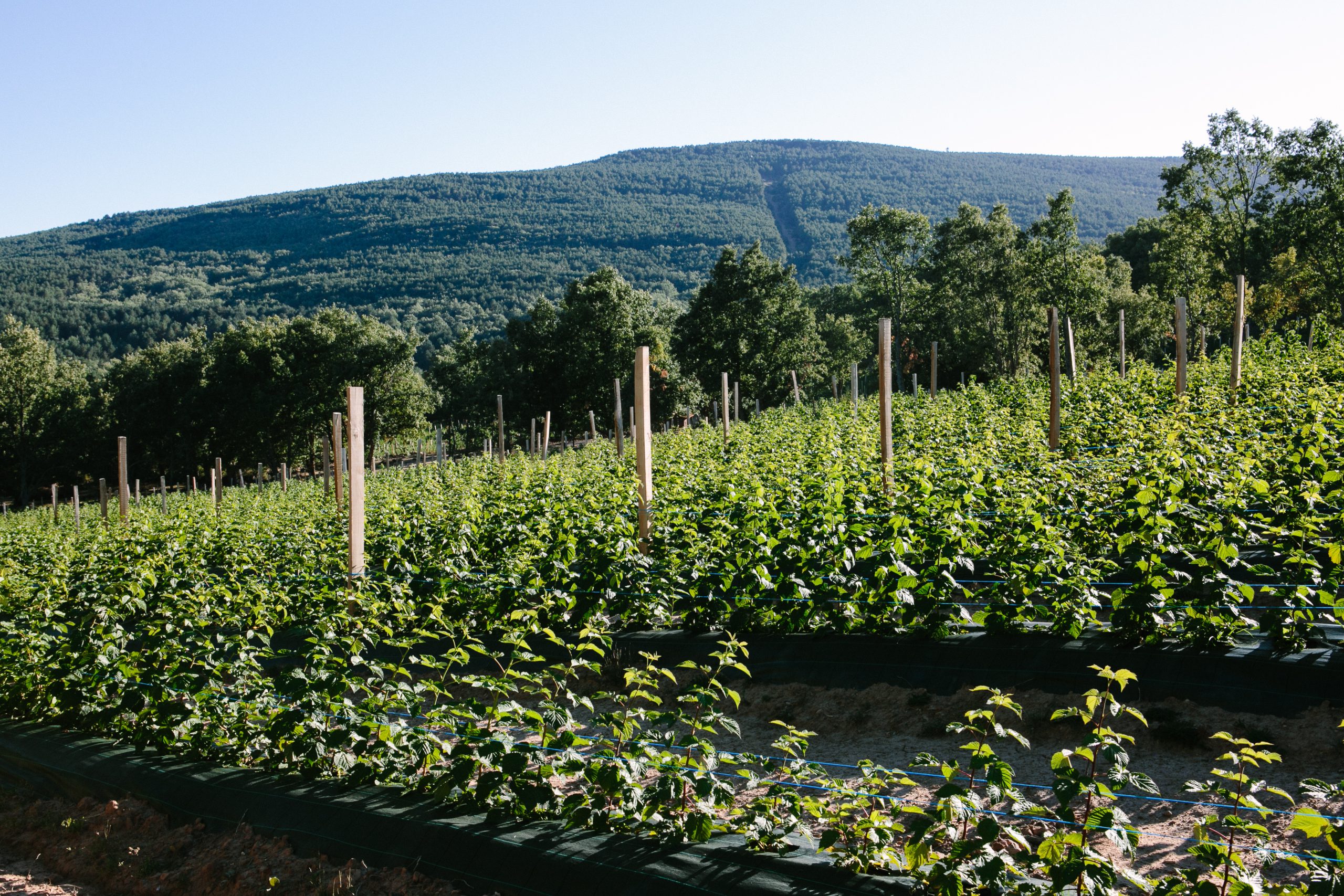 Plantación de frambuesas en Soria. / Concha Ortega