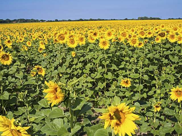Los cultivos de girasoles son abundantes en buena zona de la provincia de Segovia.