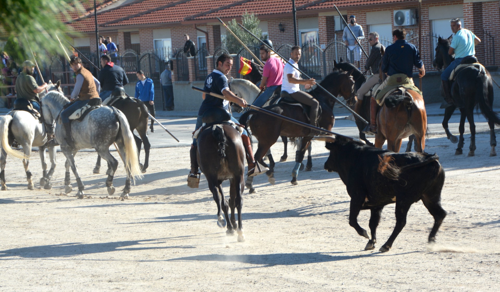 Uno de los astados es llevado por los caballistas hacia el coso, en el encierro de Nava de la Asunción. / AMADOR MARUGÁN