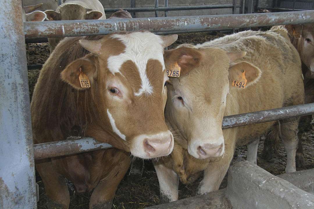 Se estima que 6.126 unidades bovinas se han afectado por la EHE en Castilla y León desde agosto hasta el 16 de octubre.