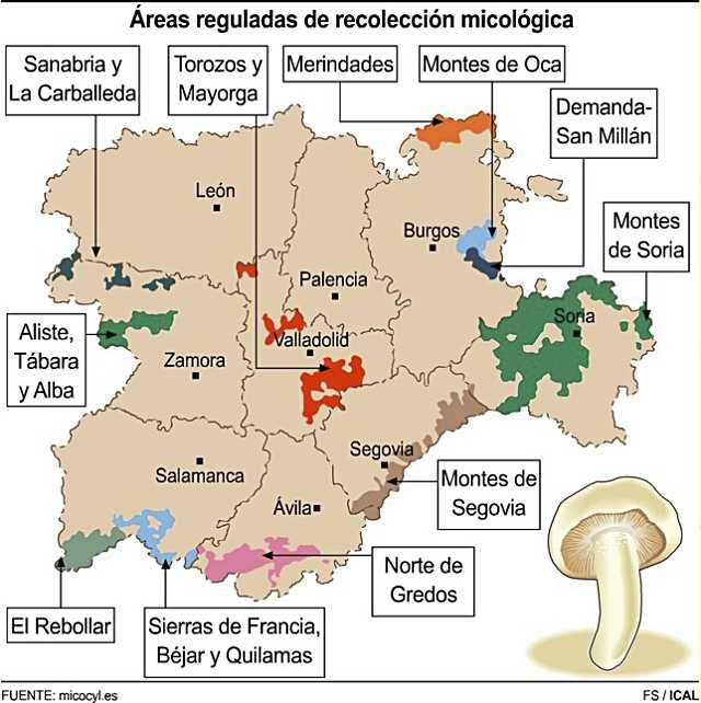 Castilla y León cuantifica su producción micológica con los bosques de Segovia y Soria a la cabeza y lejos del resto 3 Áreas reguladas de recolección micológica Castilla y León
