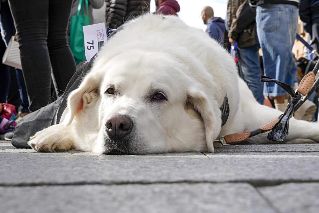 Este labrador decidió descansar un rato.