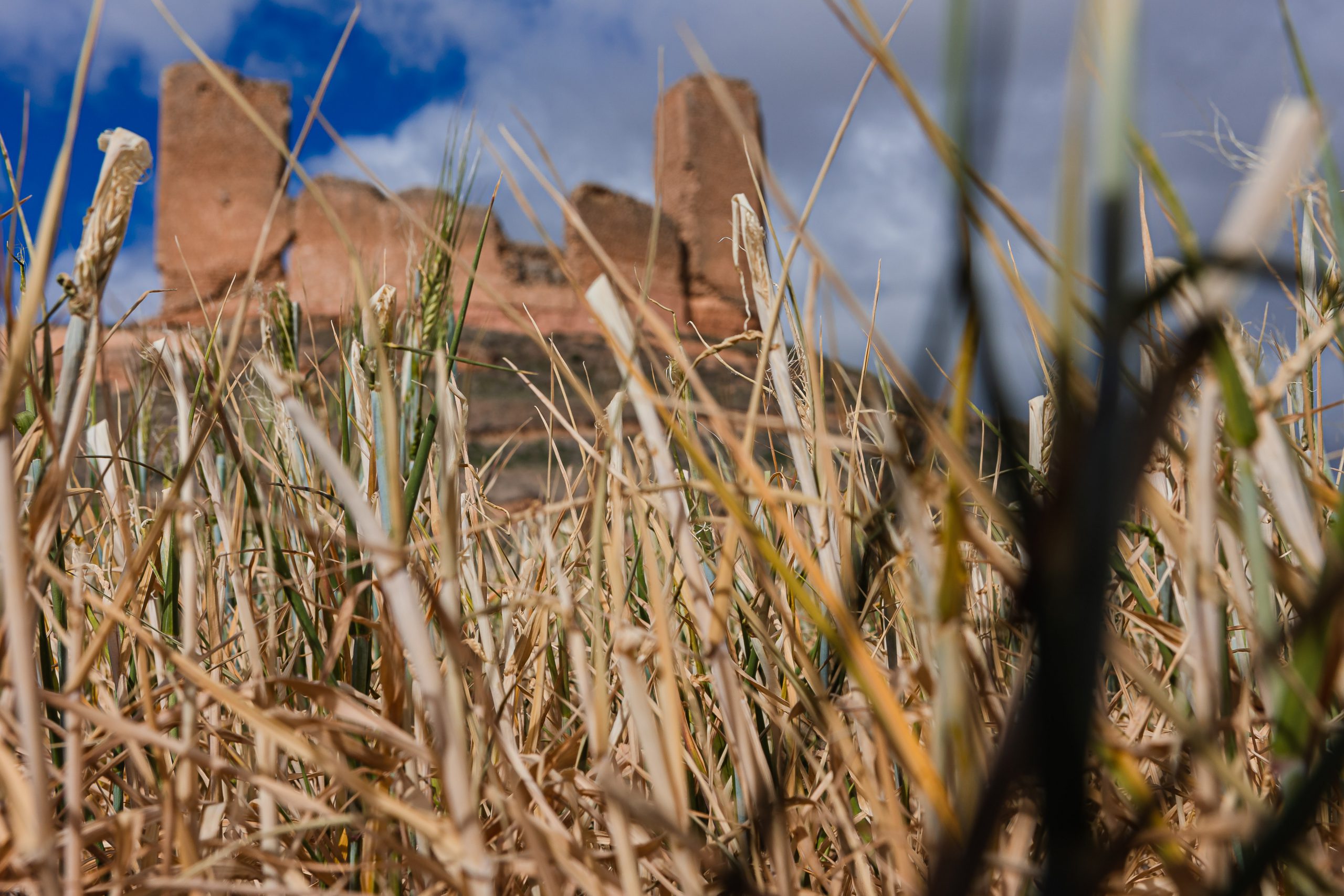 Cultivos afectados por la escasez de agua. / Concha Ortega