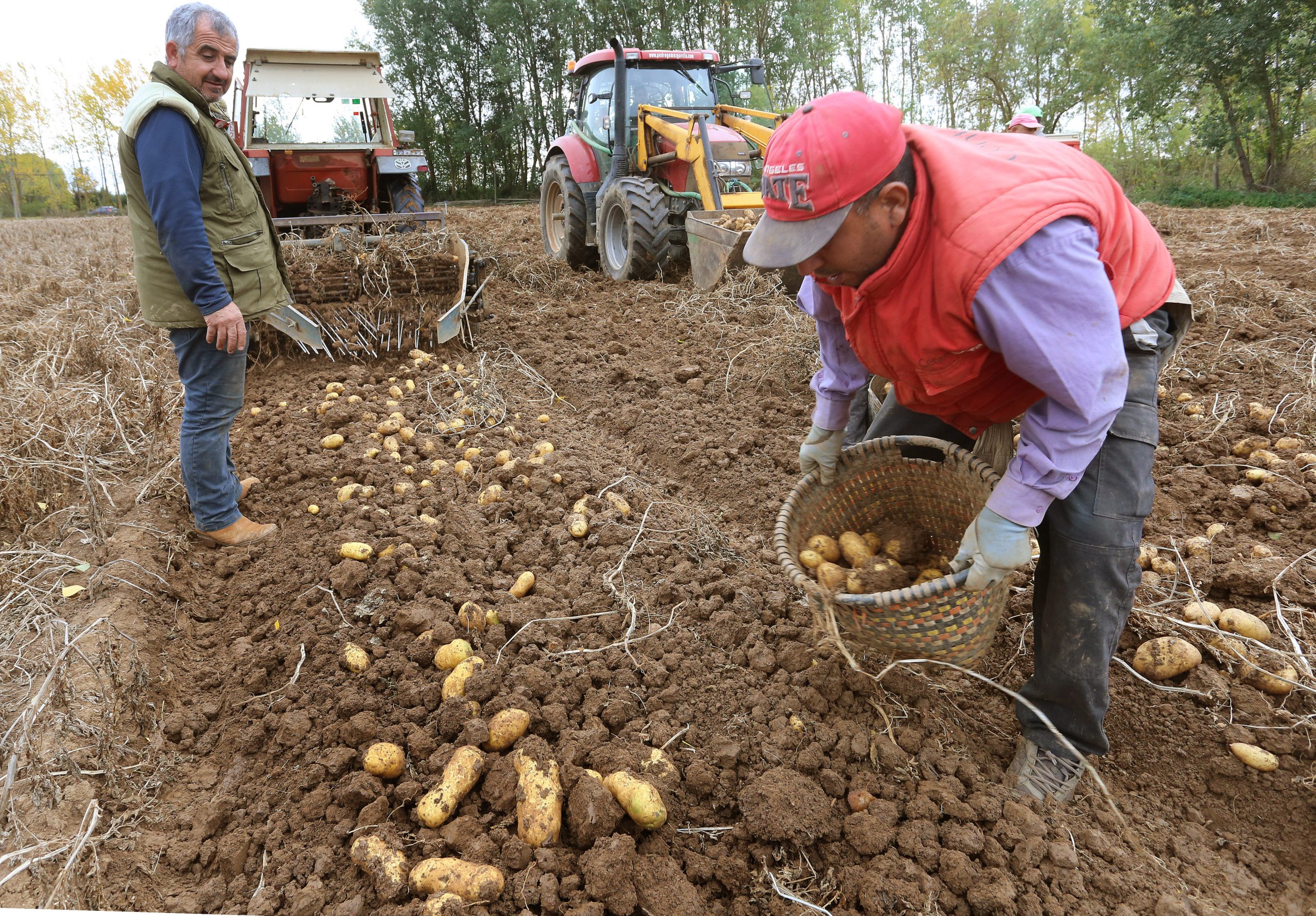 Cosecha de patatas en Palencia.