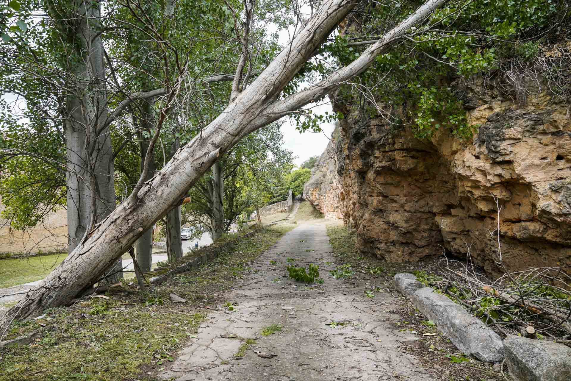 Árbol arrancado por el viento.