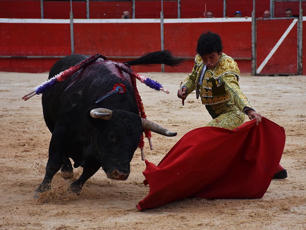 El mexicano Isaac Fonseca y un toro de Valdellán, en la plaza de Riaza. / A.M.