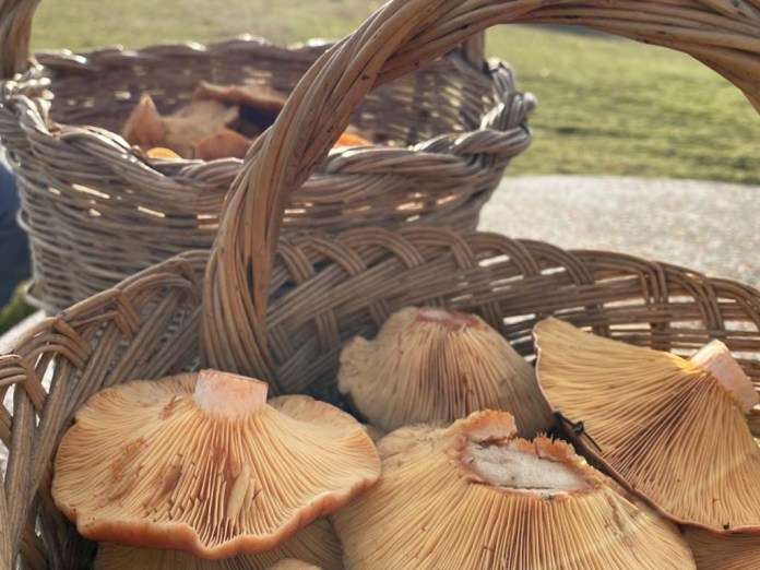 setas recoleccion micologica niscalos