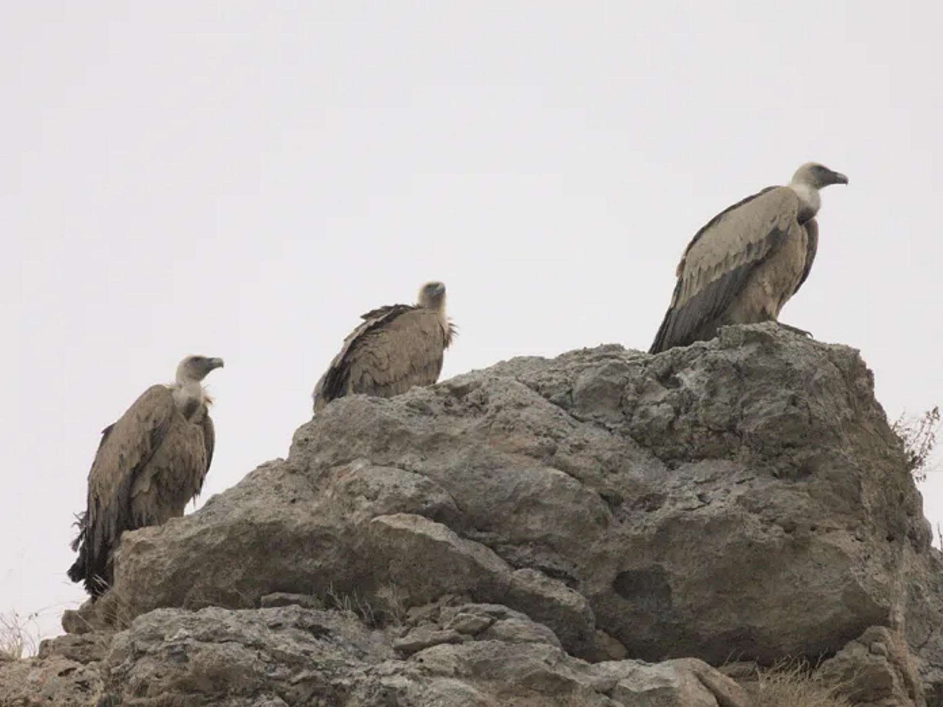 Buitres leonados en el Refugio de Rapaces de Montejo.
