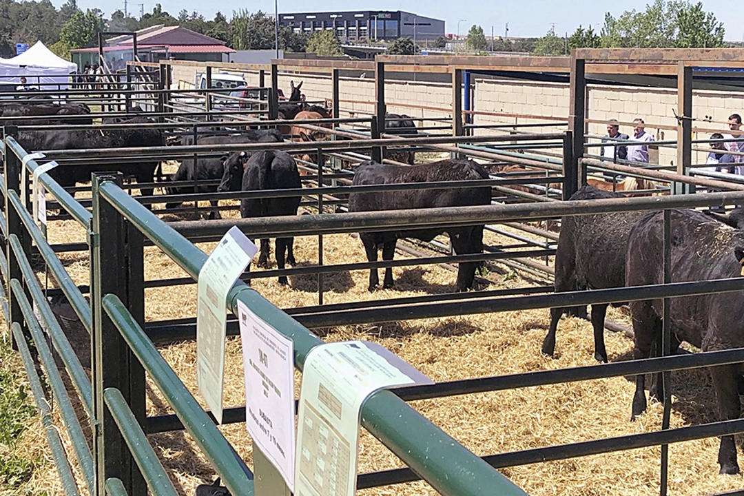 Feria del ganado en 2021 en Villacastín.
