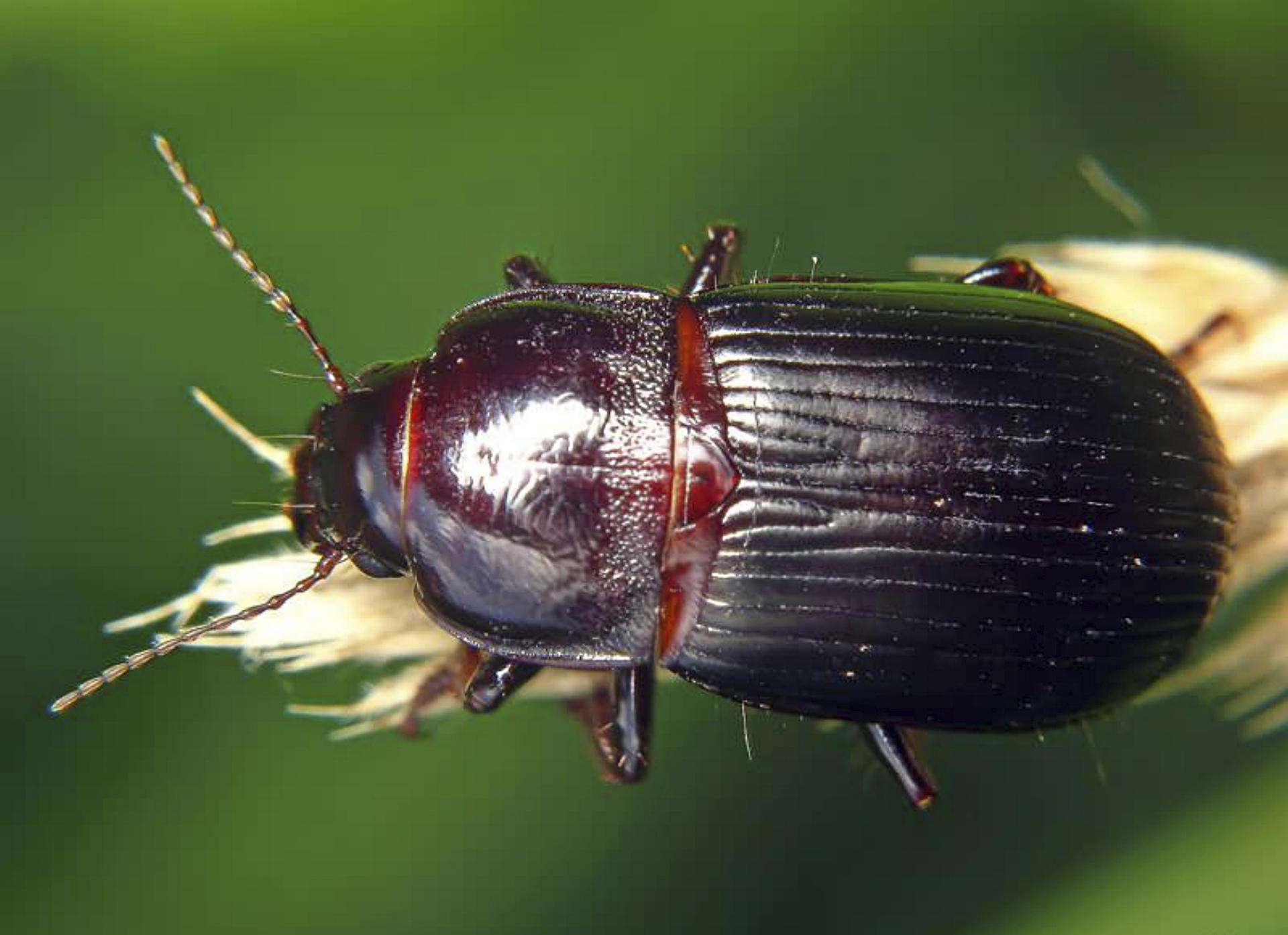 El zabro en el cereal.