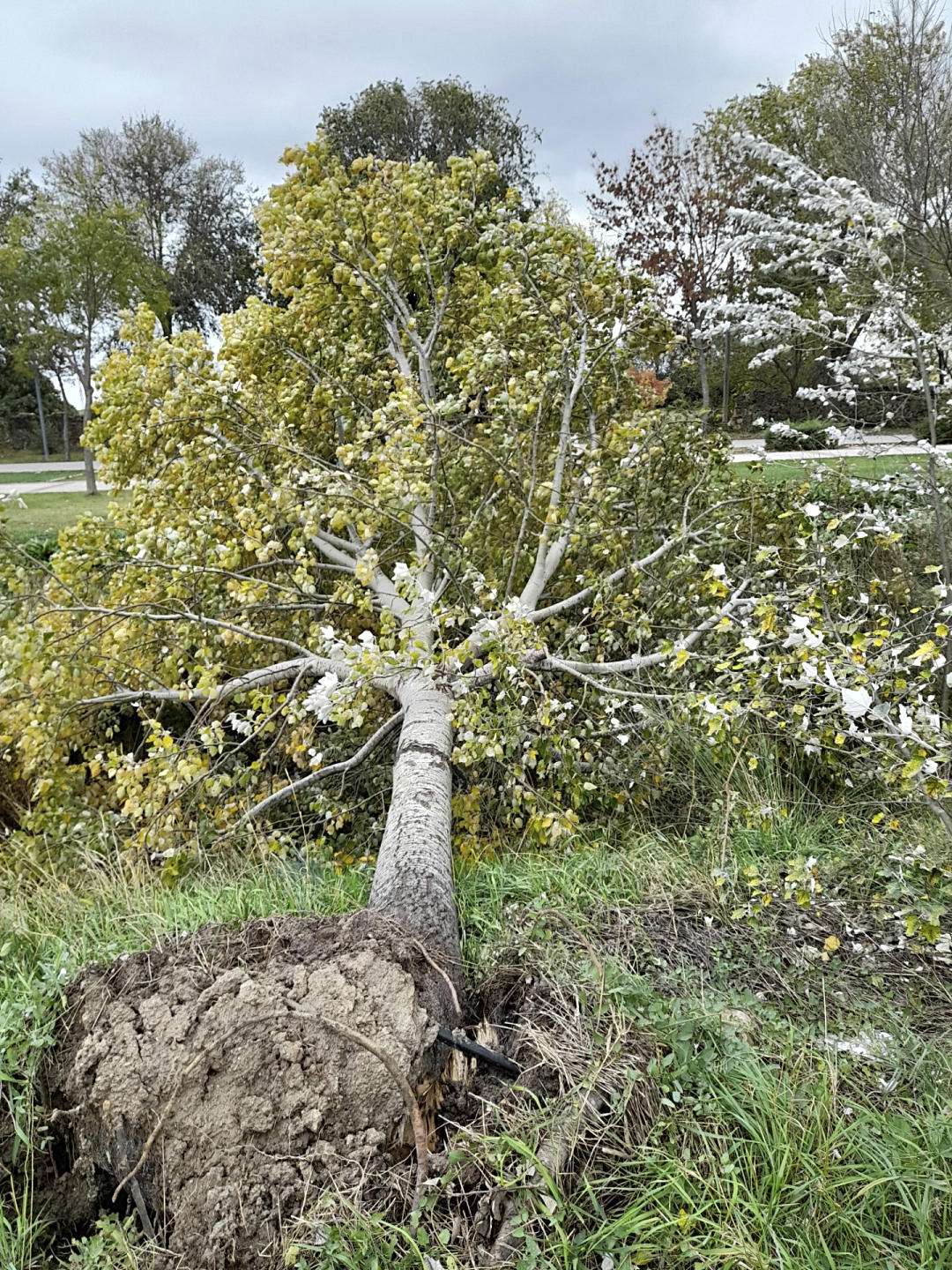 El árbol arrancado en la localidad.