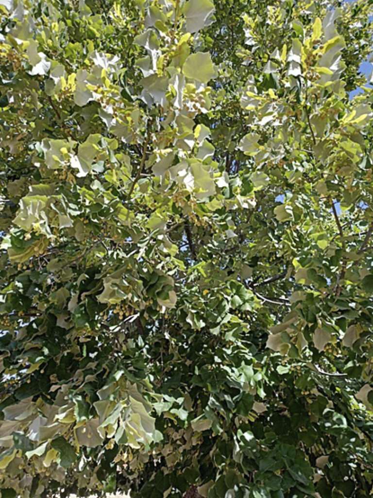 8 Urrialde Tilo plateado 8 Urrialde Tilo plateado