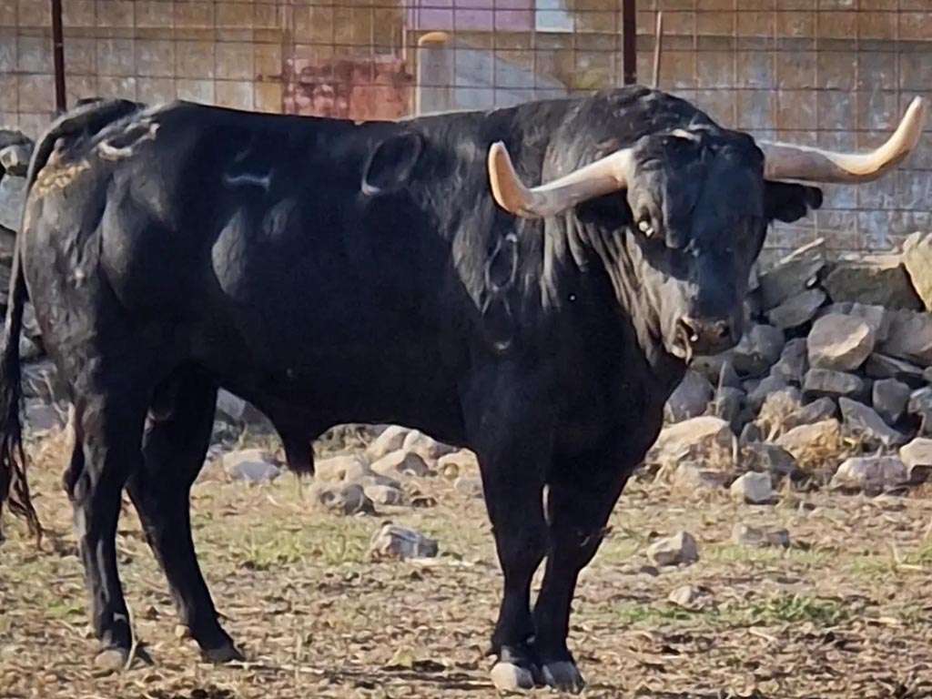 Cantinillo Valdefresno Navas de Oro