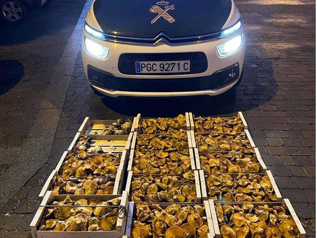 Niscalos Guardia Civil